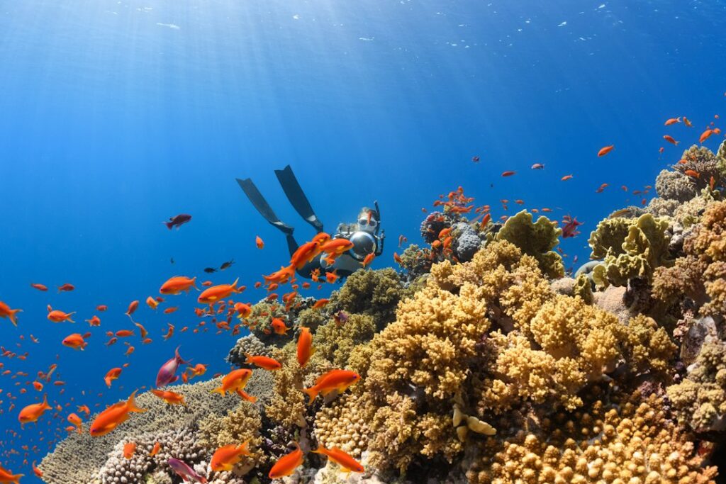 Podwodny krajobraz rafy koralowej u wybrzeży Arabii Saudyjskiej, Morze Czerwone – ilustracja do artykułu o Saudi Master