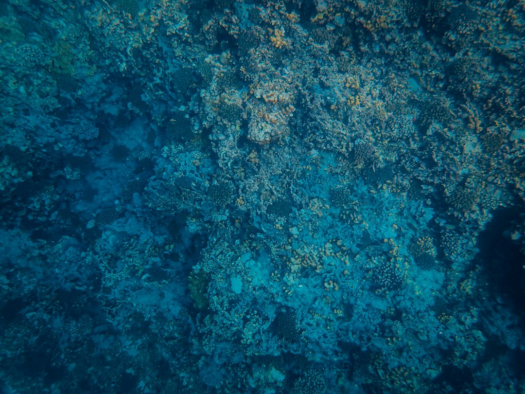 Widok oceanu i rafy z góry — ilustracja do artykułu o górnictwie głębinowym przy Samoa, nie fotografia miejsca aukcji